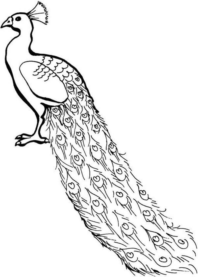 peacock coloring pages print