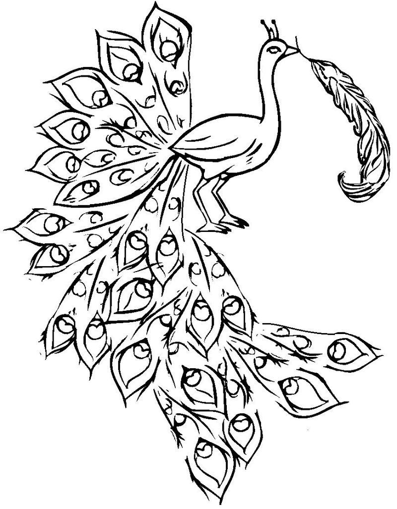 peacock colouring pages for adults