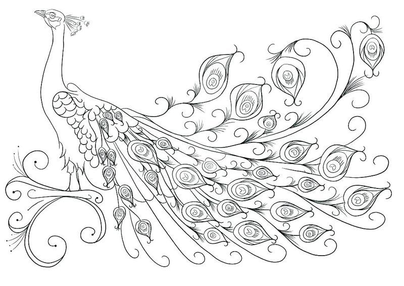 peacock colouring pages printable