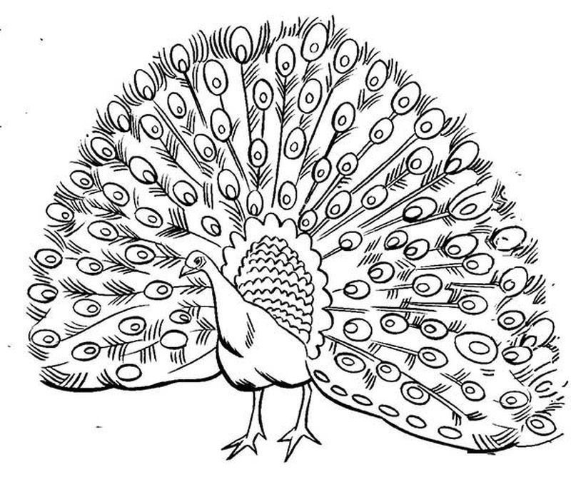 peacock design coloring pages