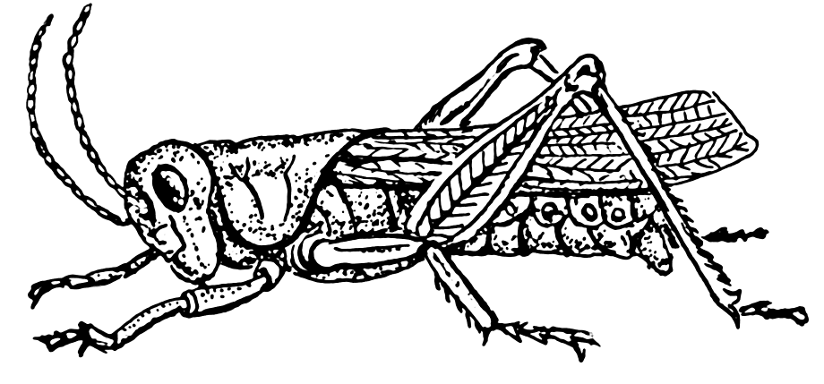 sketsa belalang