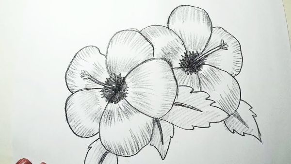 sketsa bunga sepatu