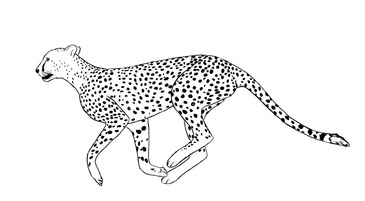 sketsa macan