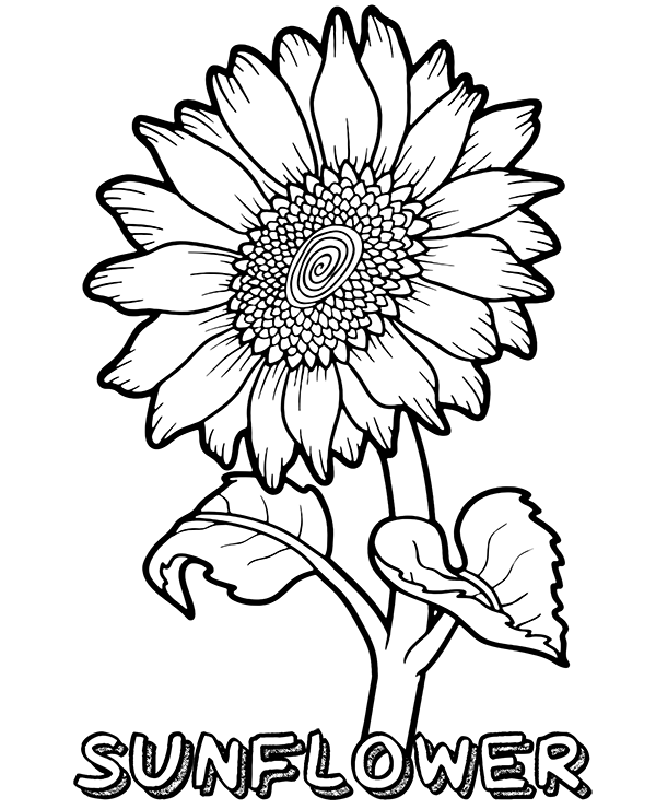 Belajar Mewarnai Gambar Bunga Matahari Cantik
