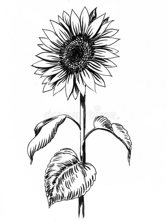 Contoh Mewarnai Gambar Bunga Matahari