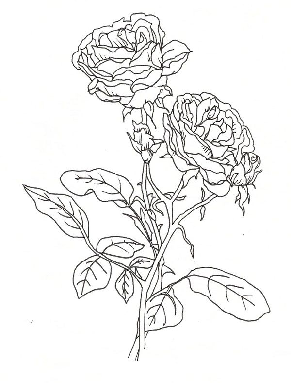 Gambar Bunga Mawar Mewarnai