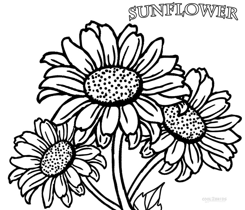 Gambar Sketsa Bunga Matahari Untuk Diwarnai