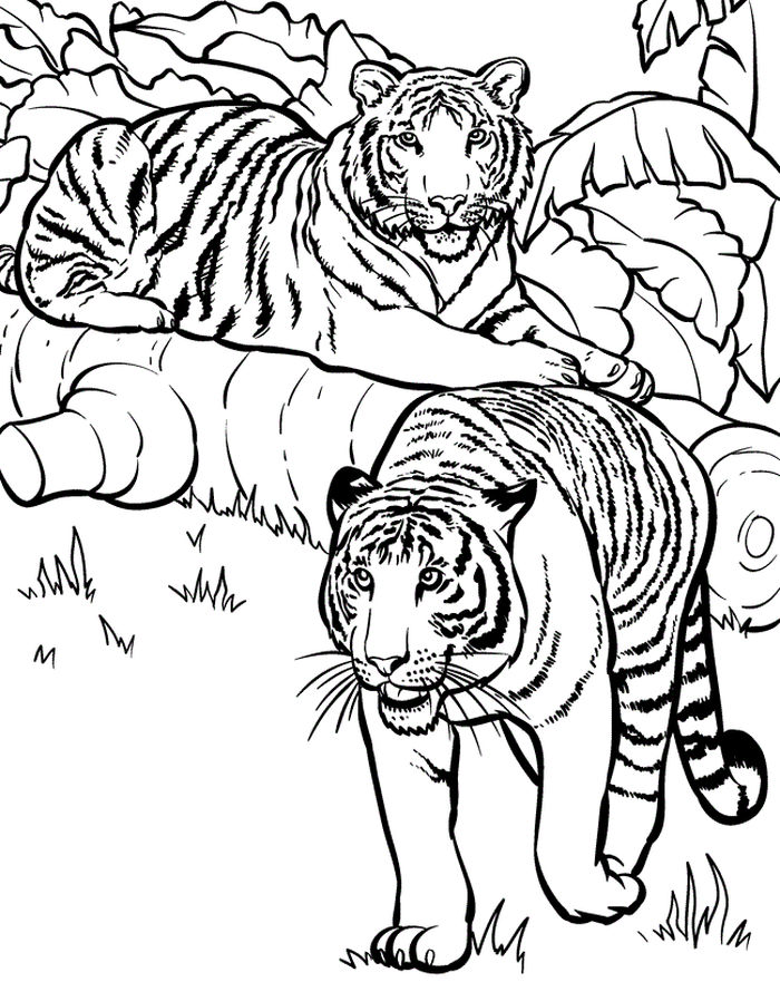 Mewarnai Gambar Binatang Harimau
