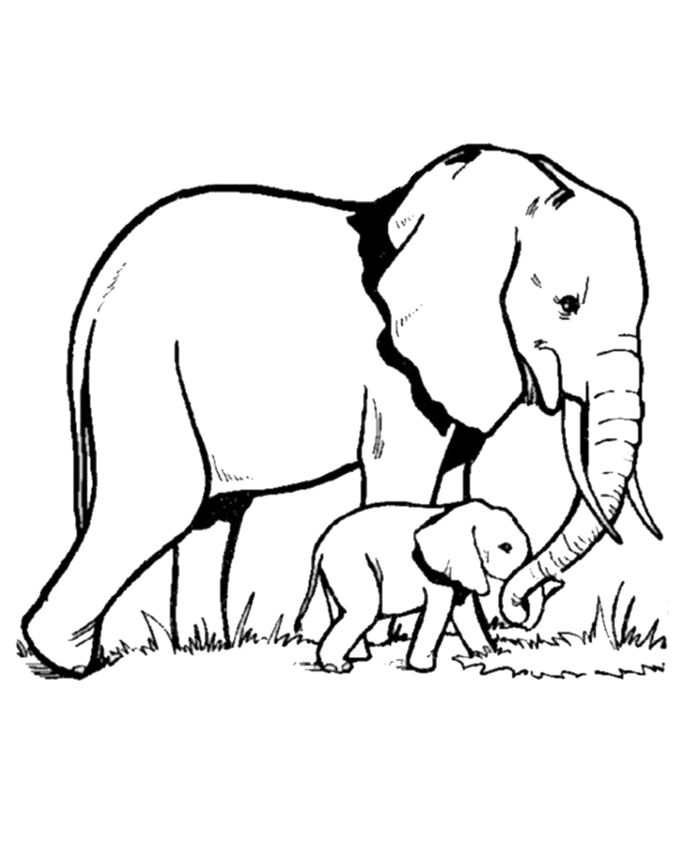 Mewarnai Gambar Hewan Gajah