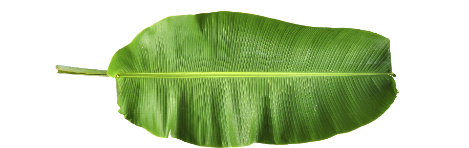 logo daun pisang