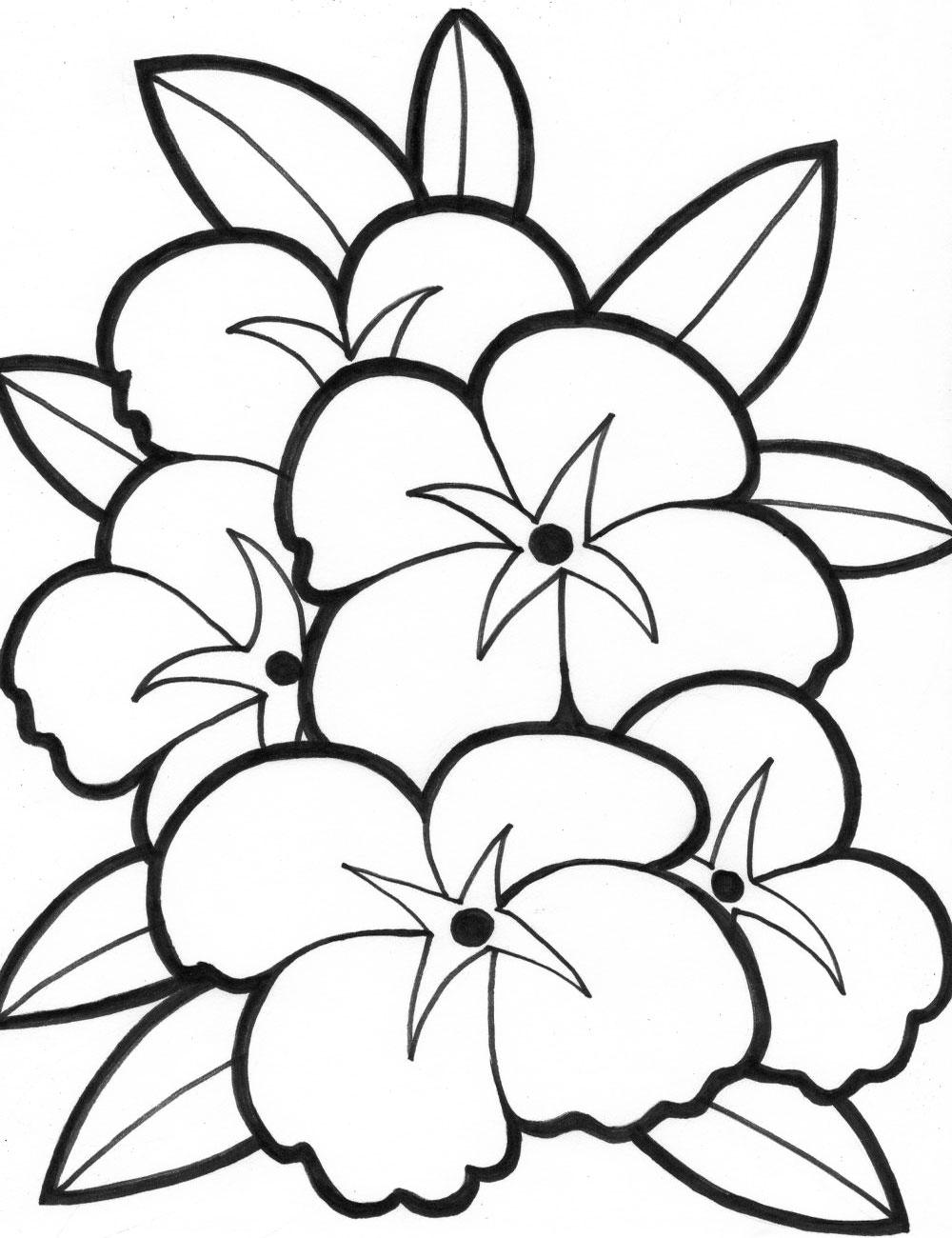 contoh mewarnai gambar sketsa bunga kamboja
