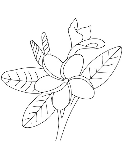 gambar hd sketsa bunga kamboja
