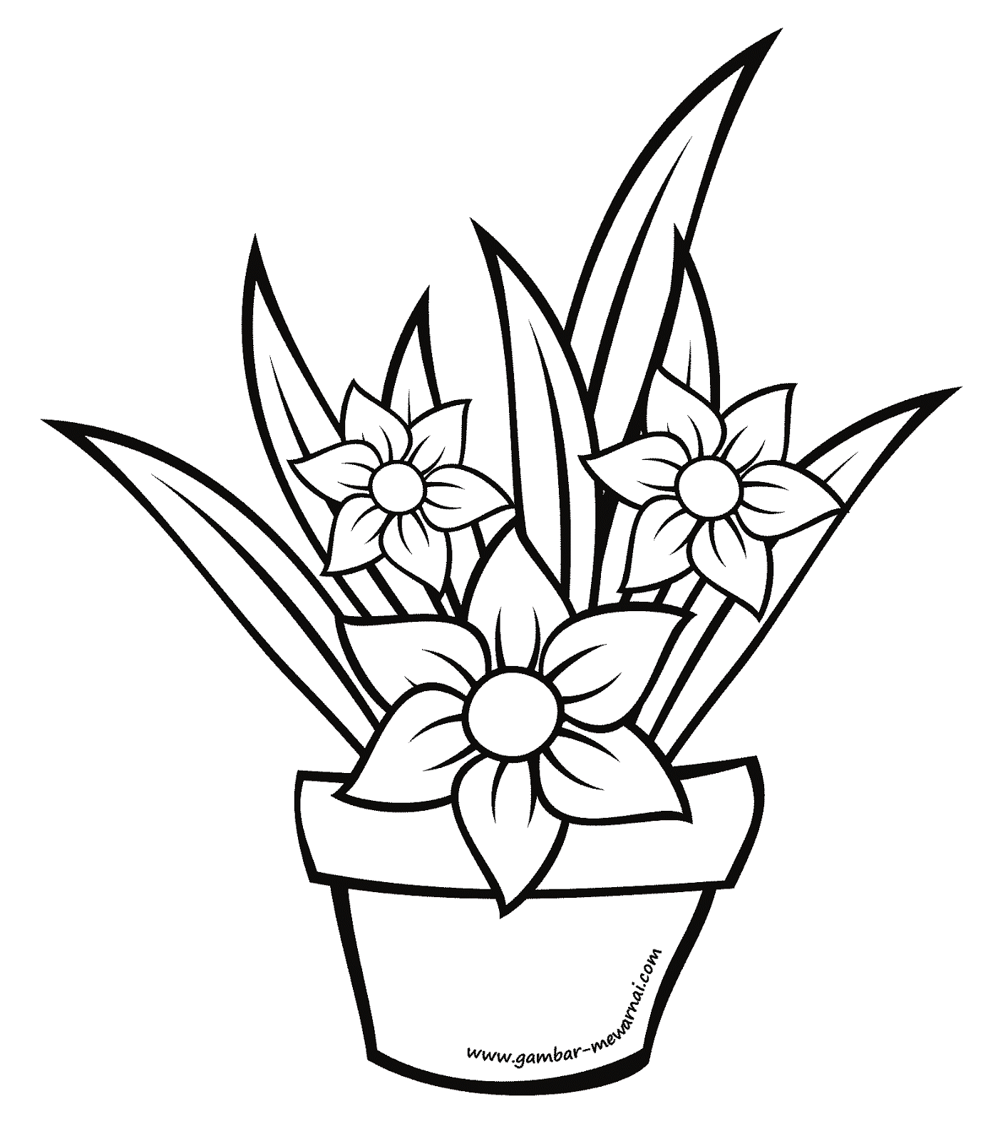 gambar sketsa bunga kamboja hd