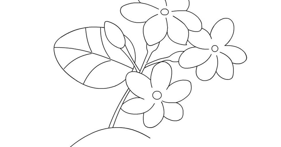 gambar sketsa bunga kamboja