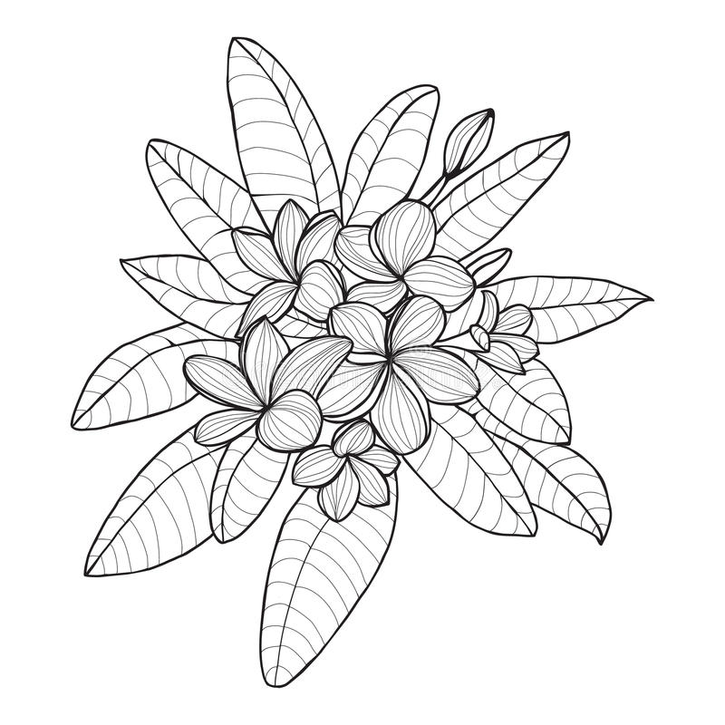 kumpulan gambar sketsa bunga kamboja