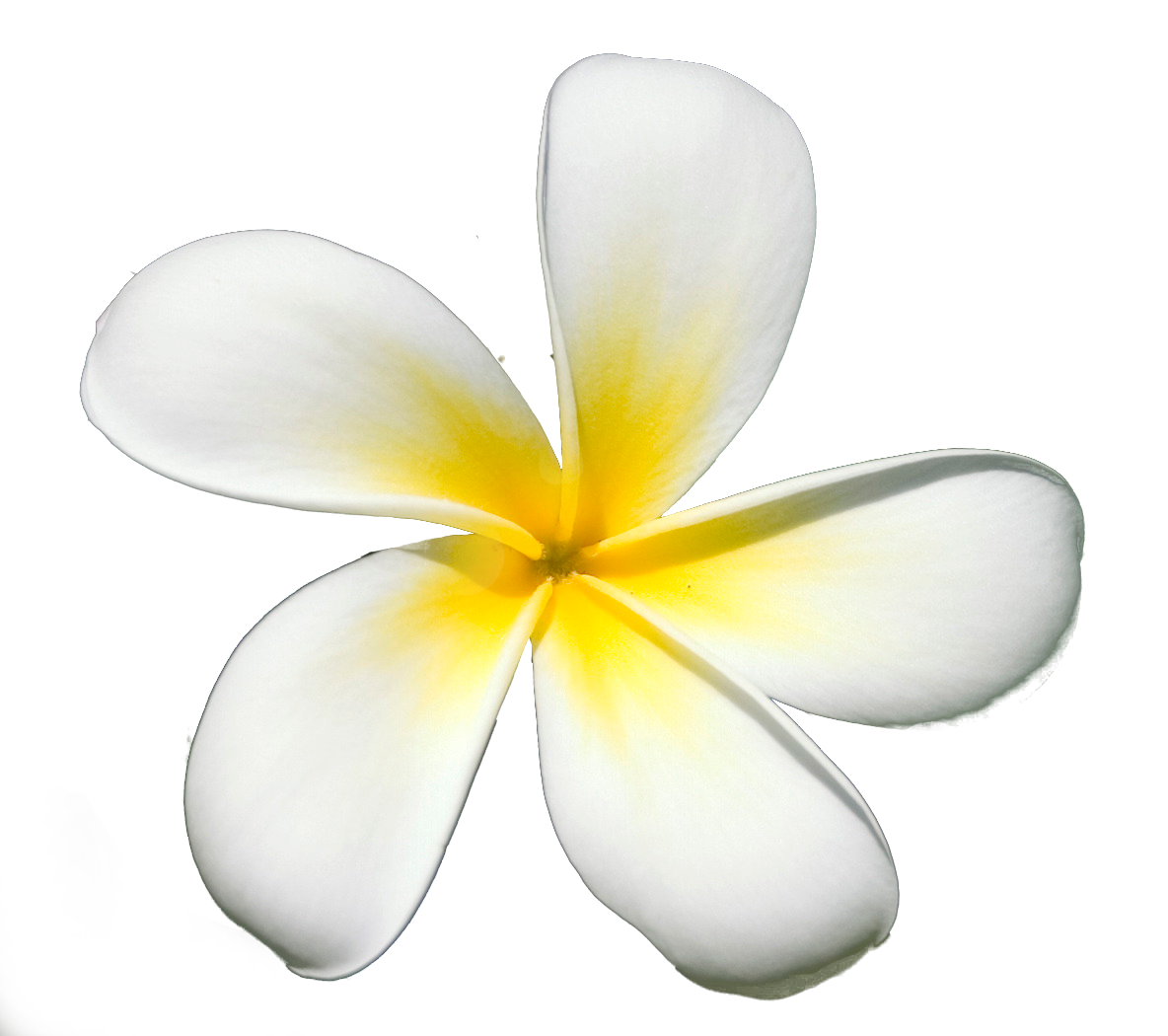 bunga logo