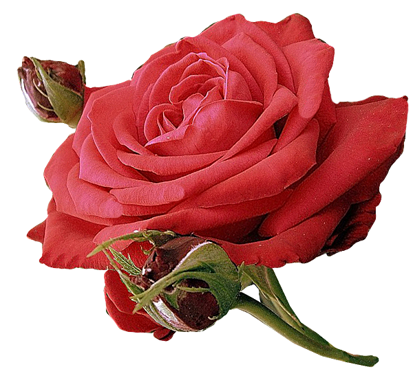 logo bunga mawar