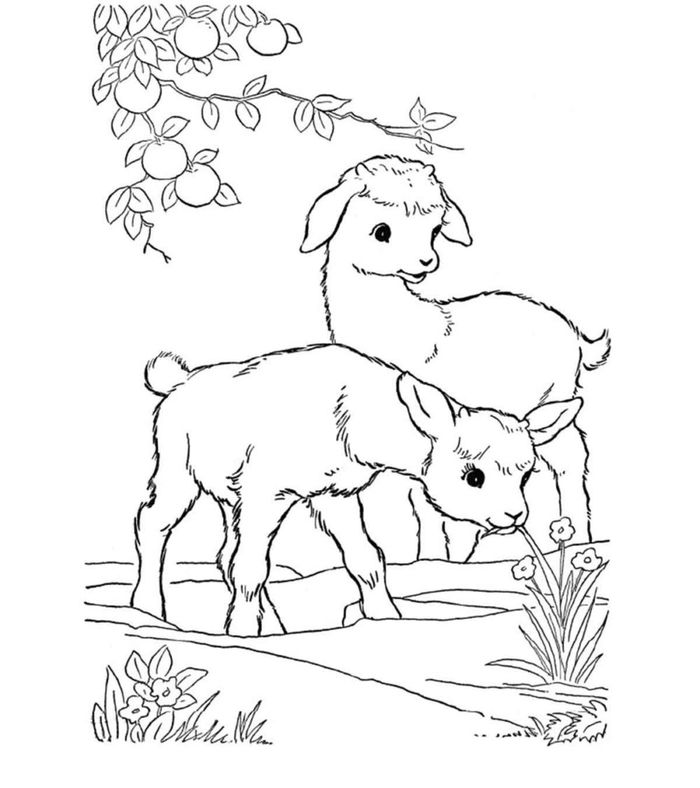 mewarnai gambar kambing makan rumput