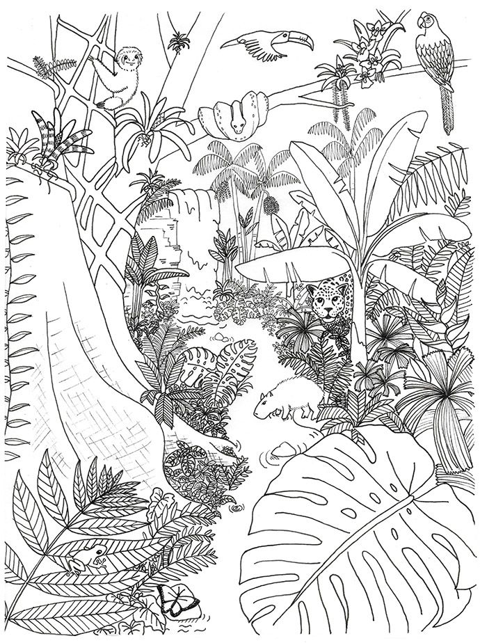 gambar sketsa hewan dan tumbuhan mewarnai