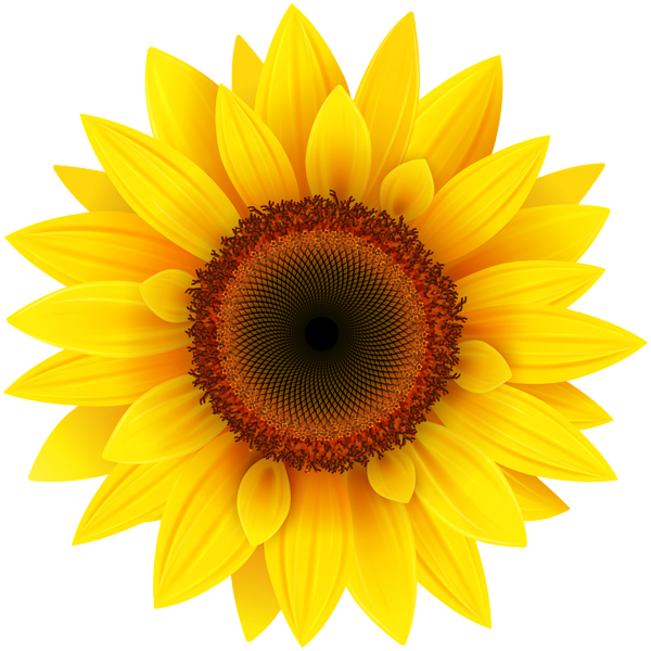 logo bunga matahari