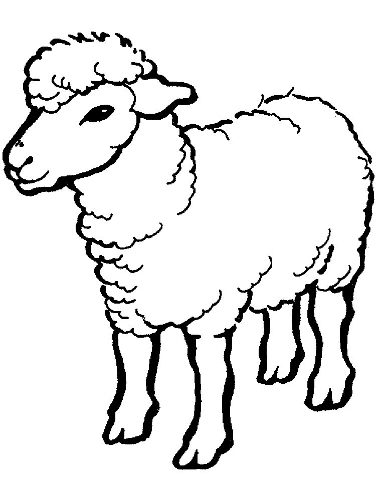 contoh gambar domba mewarnai