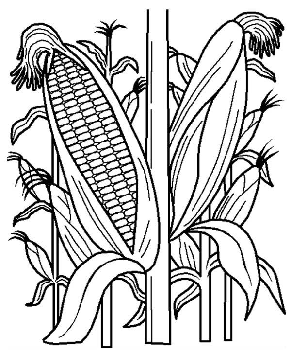 contoh hd mewarnai gambar jagung