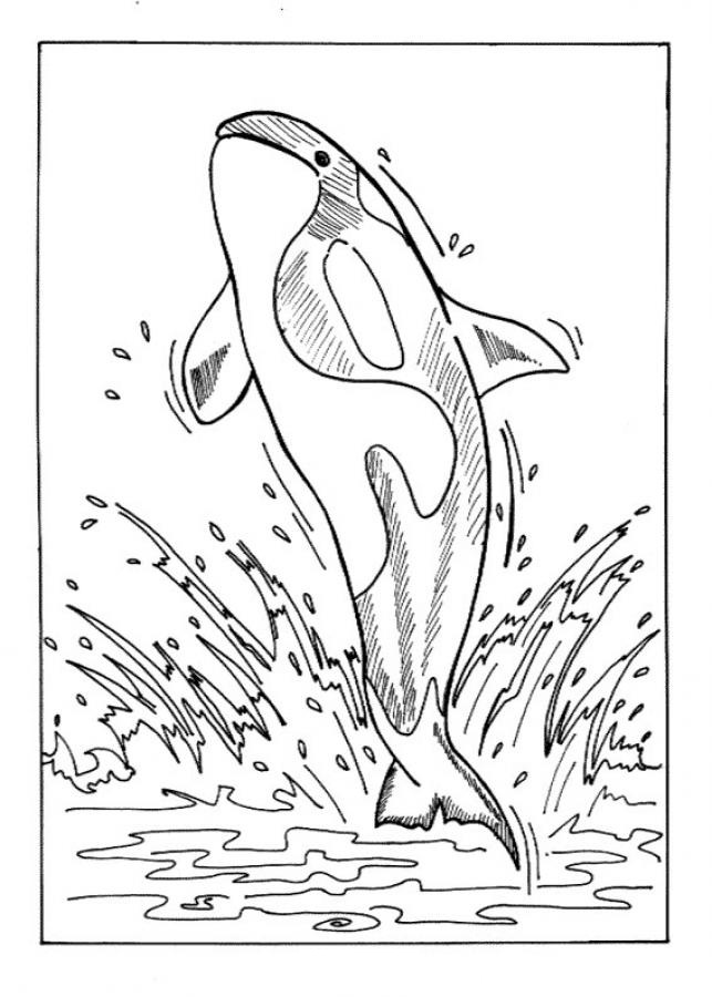 contoh mewarnai gambar ikan paus