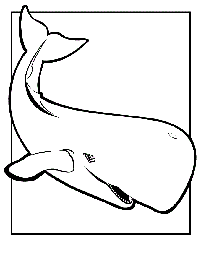 ikan paus mewarnai gambar