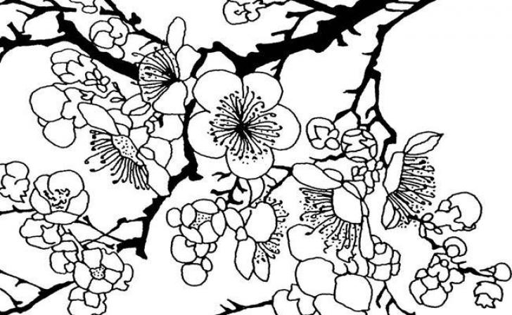 contoh mewarnai gambar pohon sakura
