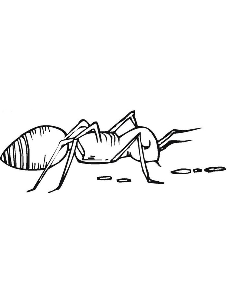 contoh mewarnai gambar semut hd