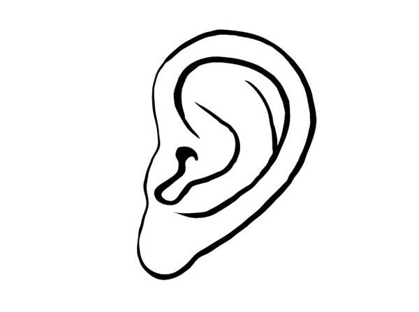 contoh mewarnai gambar telinga manusia
