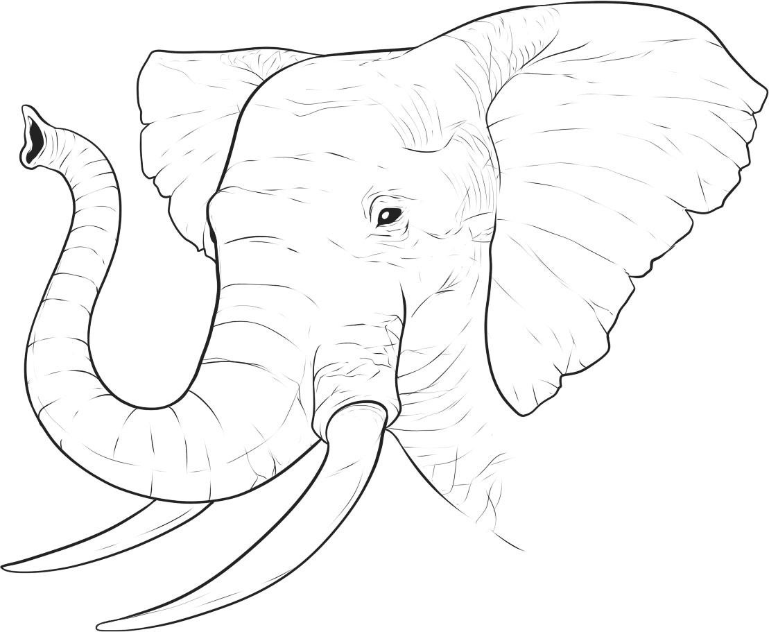 mewarnai gambar telinga hewan gajah