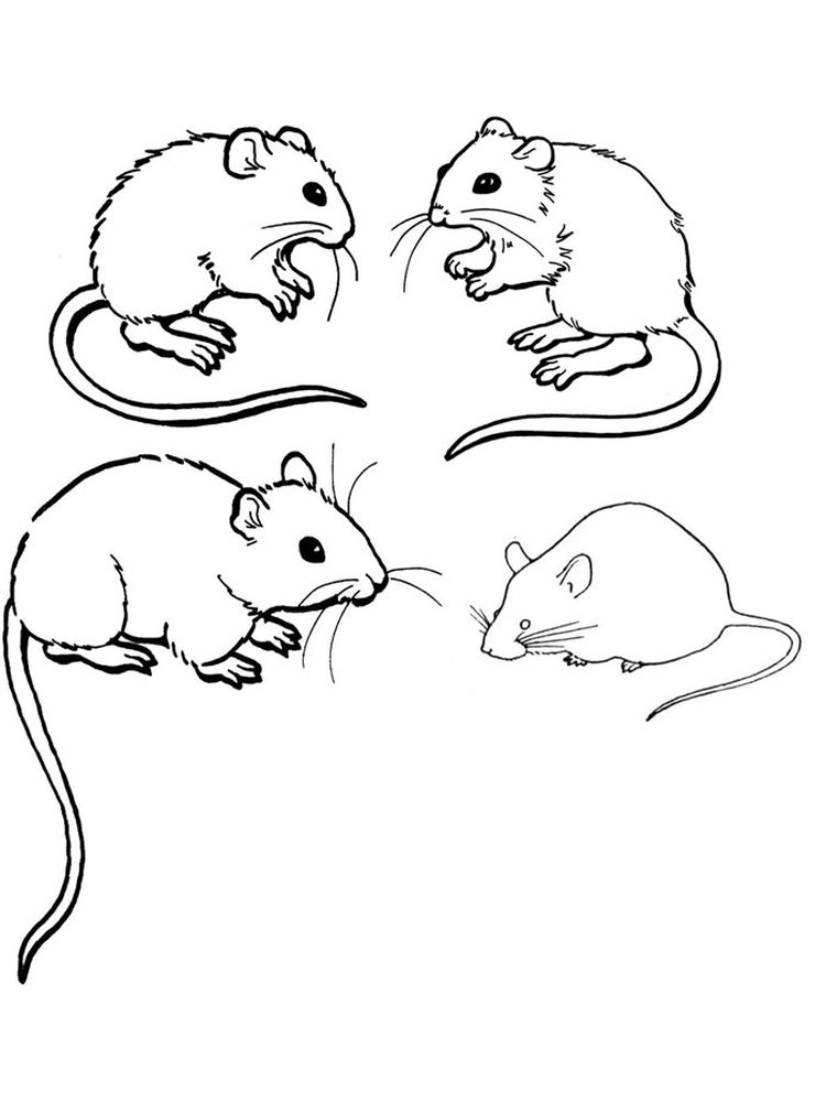 kumpulan mewarnai gambar tikus hd