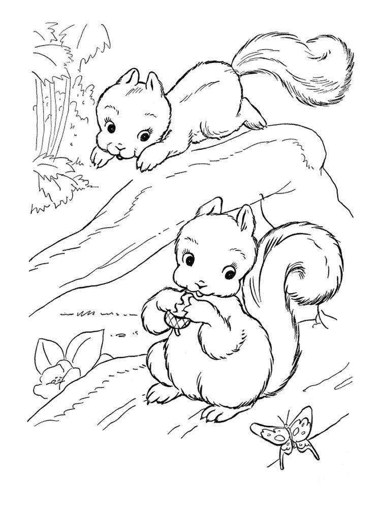 printable baby squirrel coloring pages pdf