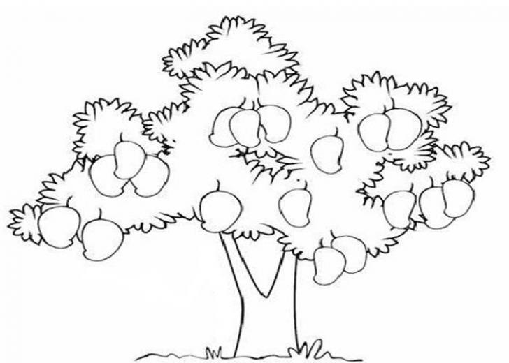 contoh mewarnai gambar pohon mangga hd